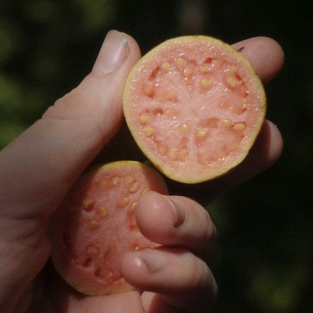 [NEC-202] Guava Nectar 1L