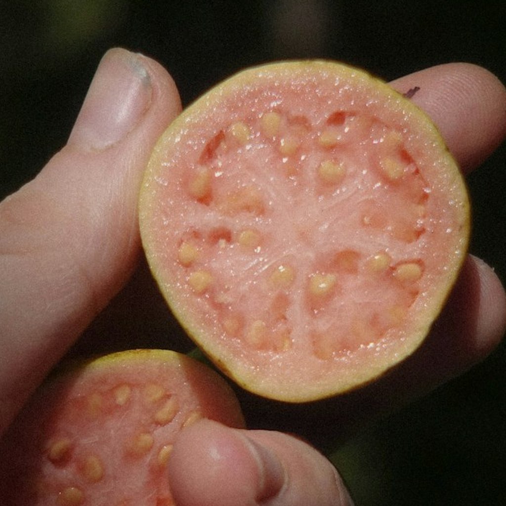 [PUL-303] Guava Pulp 3.1kg Tin